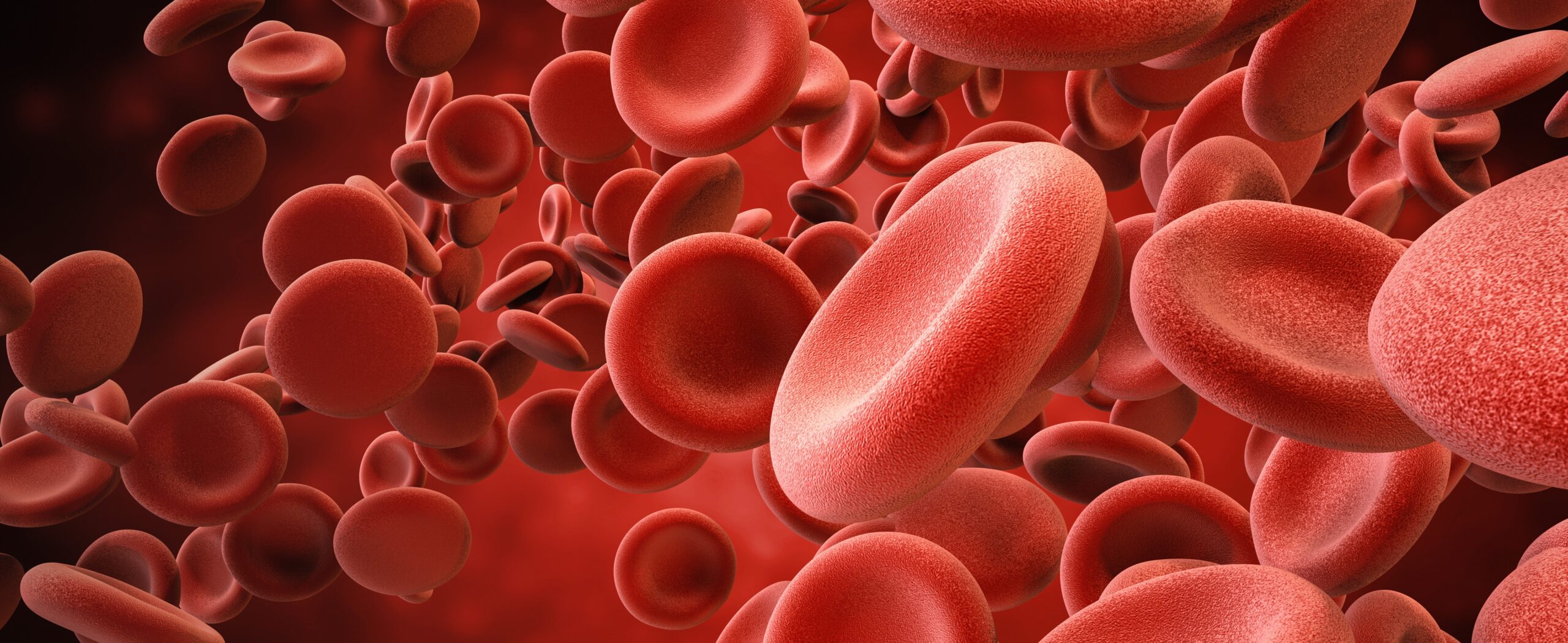 3D Digital image of red blood cells
