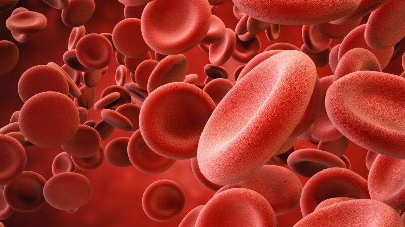 3D Digital image of red blood cells